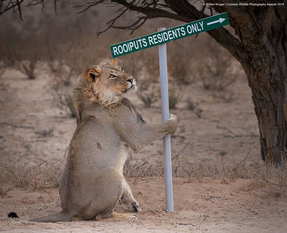 Опубликован шорт лист фотоконкурса смешной анималистики Comedy Wildlife