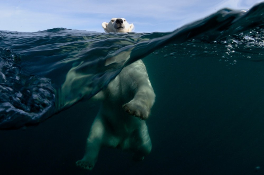 Победители Global Arctic Awards- 2013. Joe Bunni (Франция) – 2-е место, номинация «Белый медведь»
