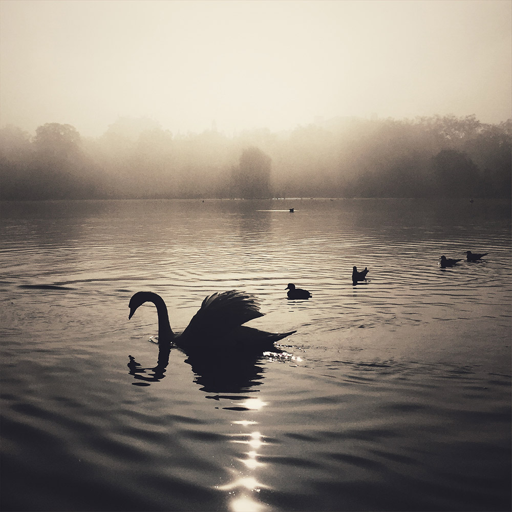 Cara Gallardo Weil, «Лебеди в тумане, Гайдпарк». 1-е место  в категории «Природа». Mobile Photography Awards 2015