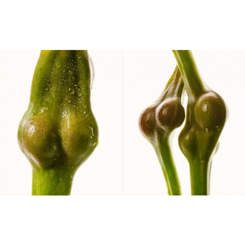 Leszek Szurkowski (Польша). Серия NATURA NUDA
