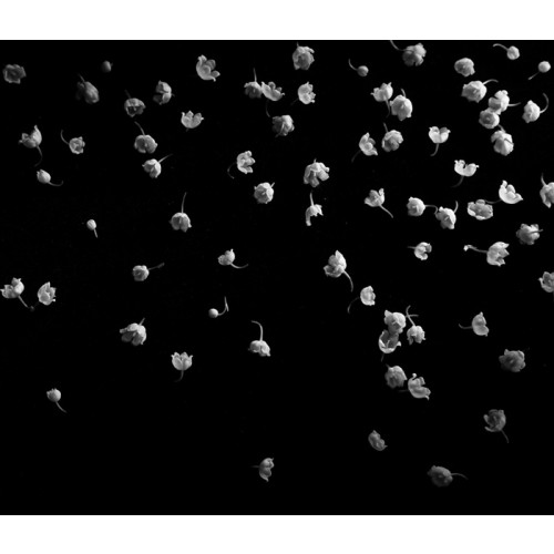 Нургалиев Руслан. Из серии ″Флора″ (Направление ″Плоский натюрморт″ - съемка предметов, размещенных в одной плоскости на черном фоне, с использованием длинных выдержек, светодиодного фонарика). Номинация «Живая наука»