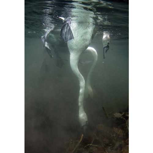 © Виктор Лягушкин. Из серии “Лебеди из-под воды”