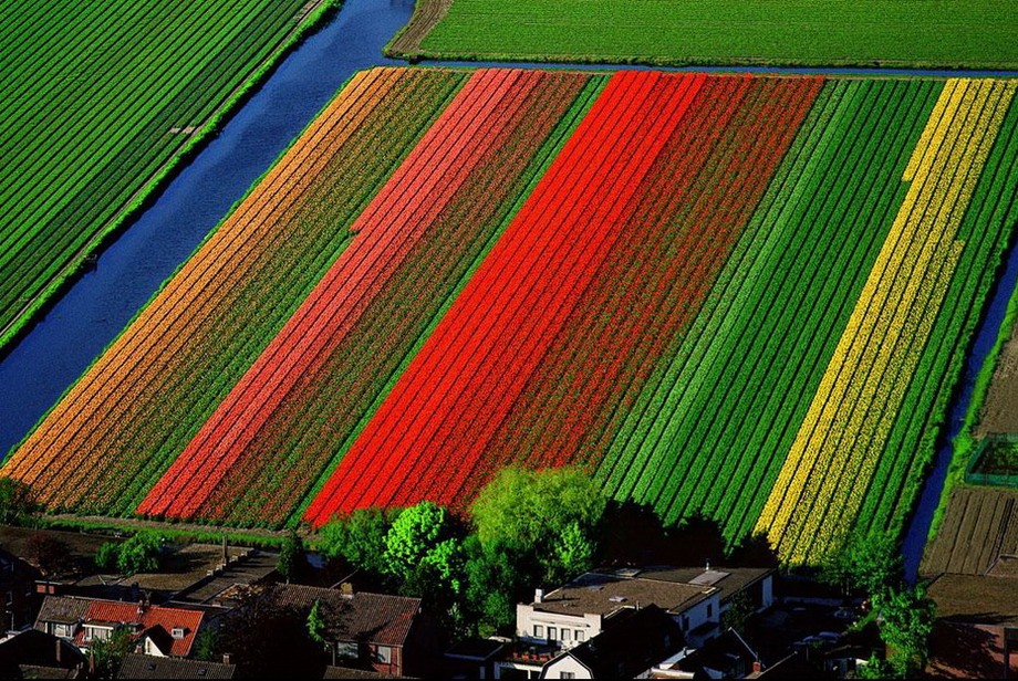 Поля тюльпанов. Лиссе, Нидерланды. Фото Яна Артюс-Бертрана
