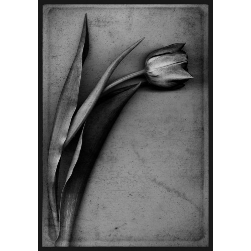 Tulip. RAY_SPENCE(Великобритания)