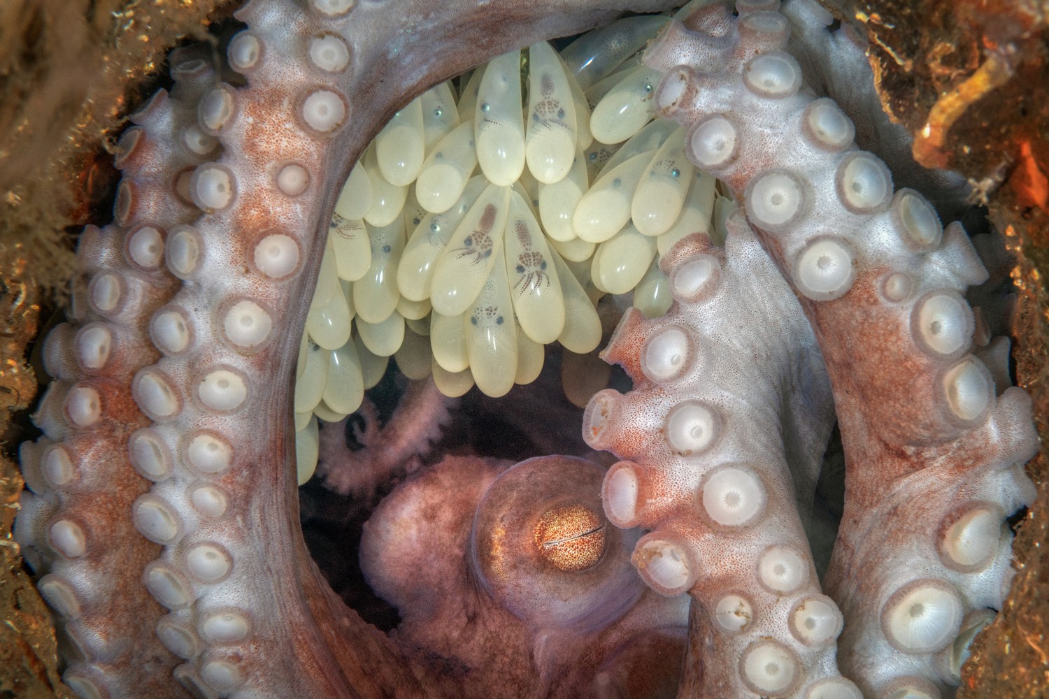 вот у осьминога голова в жопе фото 50