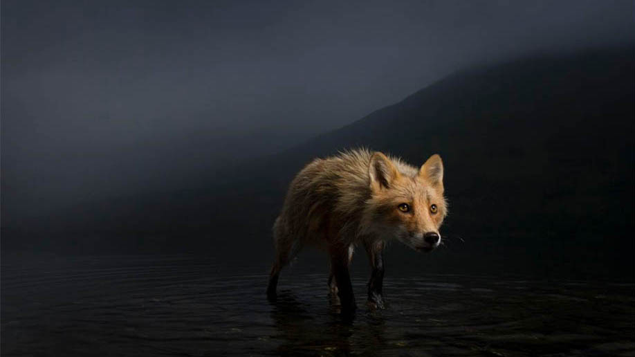 Начало приема работ для участия в Wildlife Photographer of the Year 2022